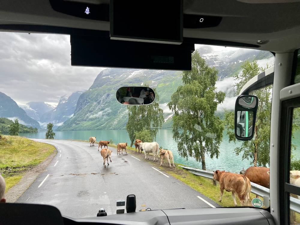 A group of cows standing in the road, with a bright green glacier lake next to them