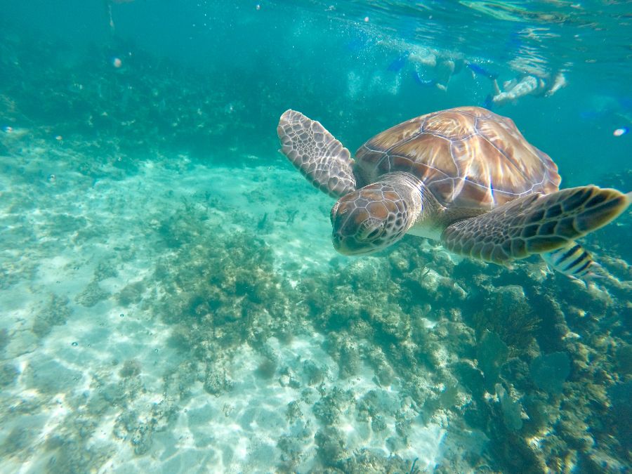 A small turtle swimming towards the camera underwater, with rays of sun shining through the ocean making beautiful reflections on the ocean floor. Photo from the Riviera Maya in Mexico.