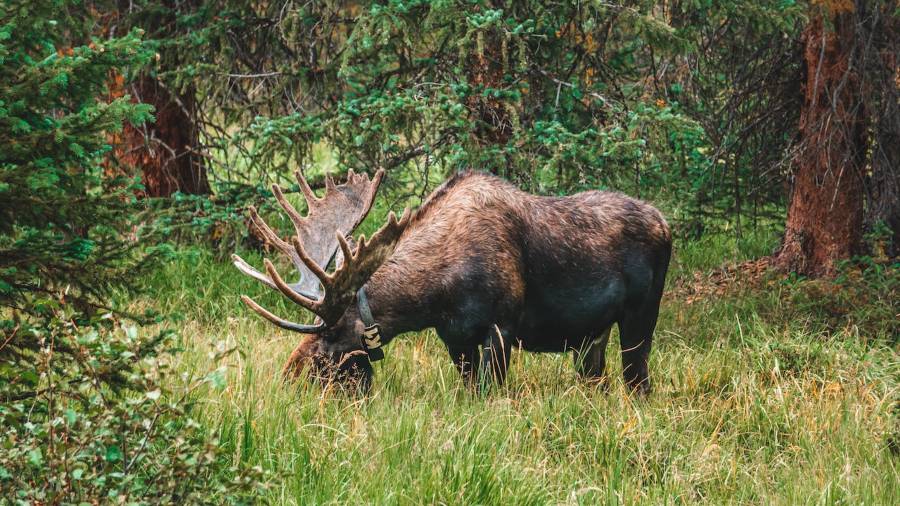 A large, brown moose with big antlers eating grass in the middle of a forrest.