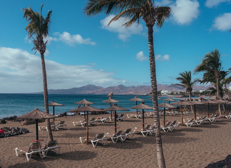 A photo of sun loungers on a beach in Lanzarote with several palm trees scattered throughout. In the back you can see the ocean.